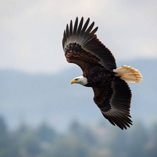 Un majestueux Aigle Royal en vol plané.
