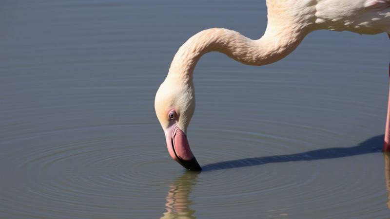 Un flamant rose plongeant son bec dans l'eau pour filtrer sa nourriture.