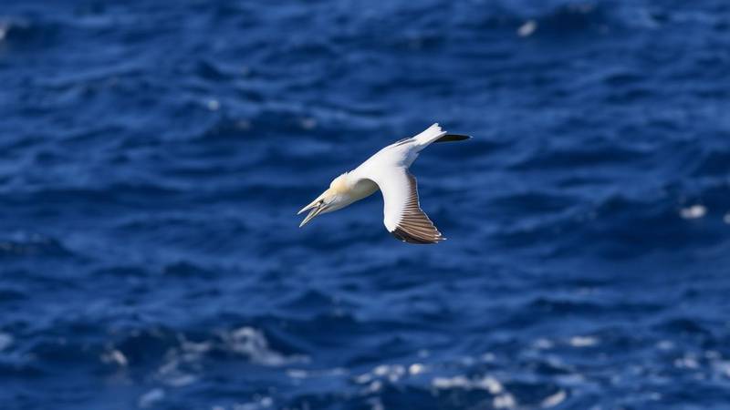 Un Fou de Bassan en plein plongeon spectaculaire.