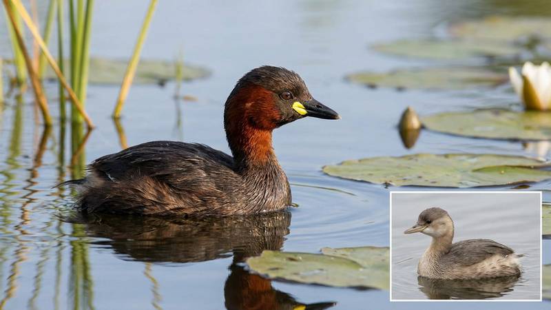 Grèbe castagneux en hiver sur l'eau