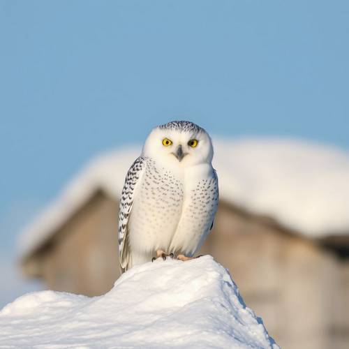 Un Harfang des neiges blanc perché sur la neige.