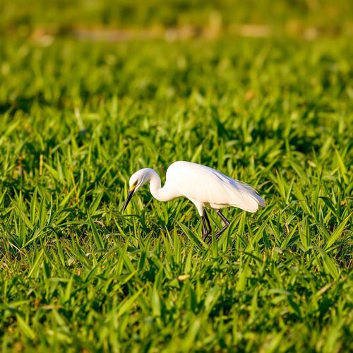 Un Héron garde-bœufs en train de chasser dans un champ.