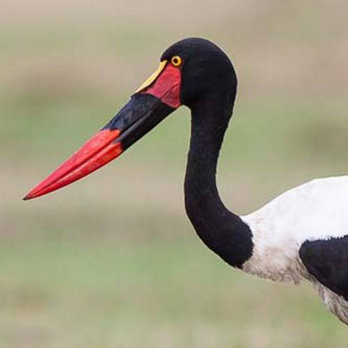 Détail du bec d'un Jabiru d'Afrique.