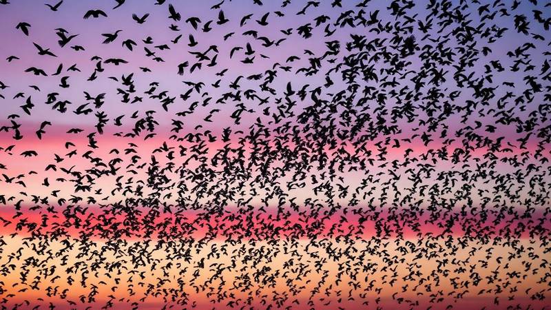 Une immense nuée d'étourneaux en pleine migration, traversant le ciel au crépuscule.
