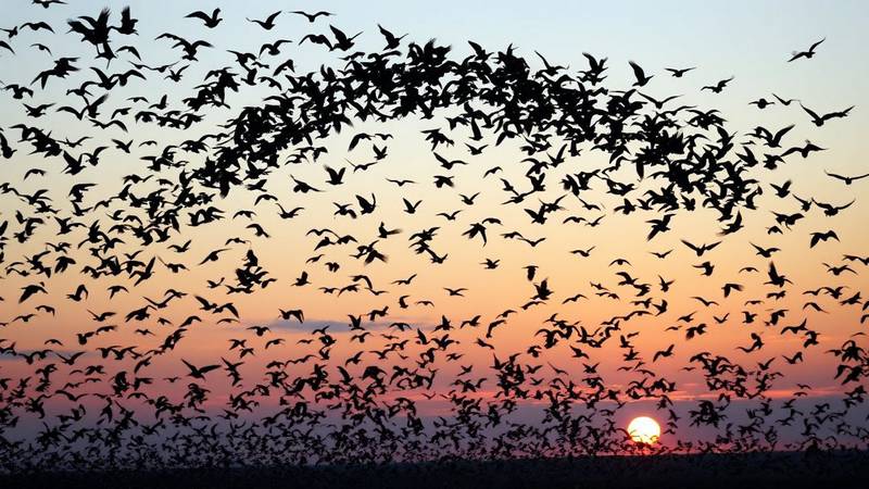 Une immense nuée d'étourneaux sansonnets formant une murmuration dans le ciel au crépuscule.