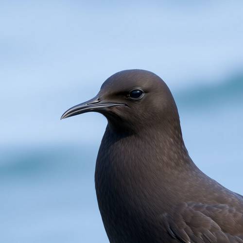 Portrait d'un Océanite tempête montrant son croupion blanc carré.