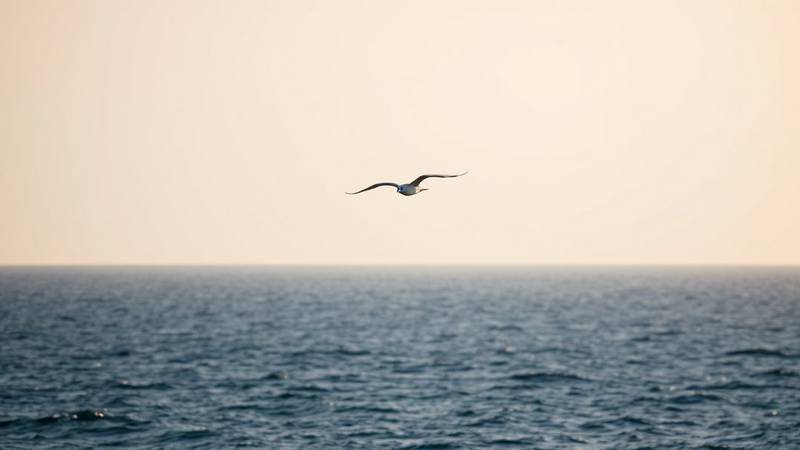 Fou de Bassan plongeant dans l'océan.