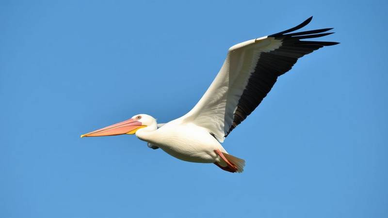 Un pélican se tient debout sur une plage de sable fin
