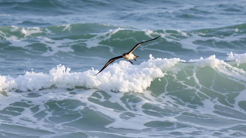 Un pétrel volant au ras des vagues.