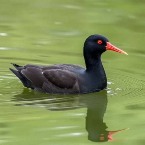 Gallinule poule-d'eau dans l'eau