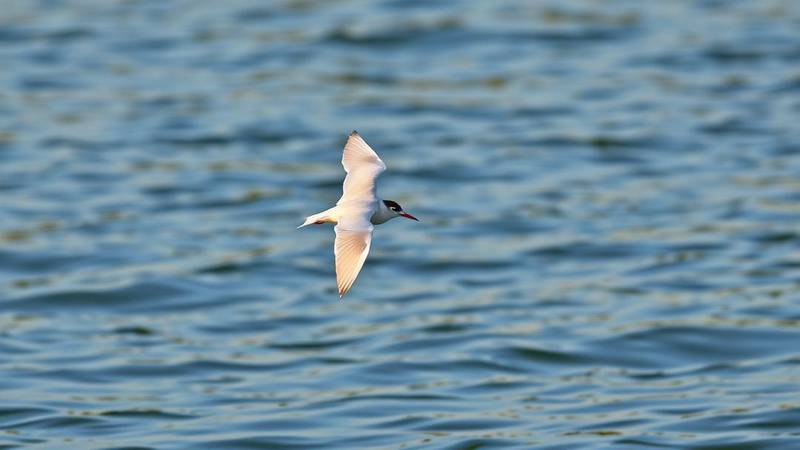 Une Sterne pierregarin en vol stationnaire au-dessus de l'eau.