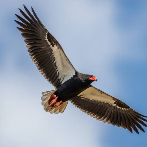 Bateleur Eagle