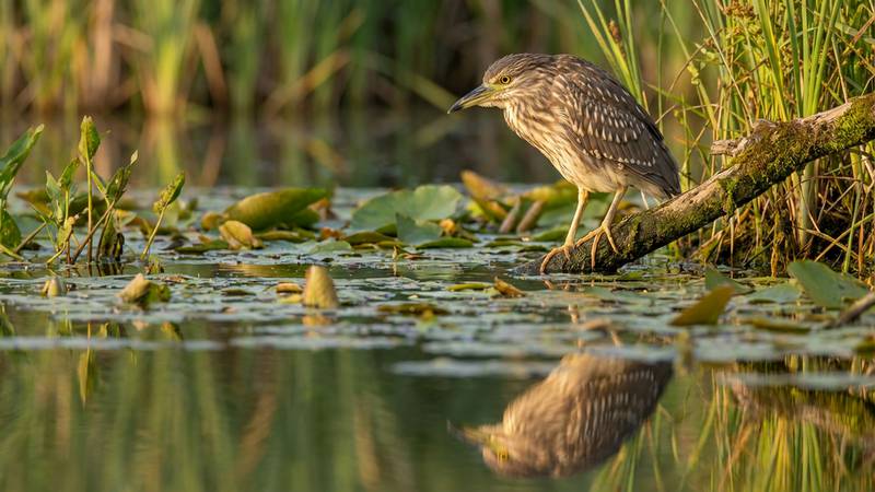 Young Black-crowned Night Heron by the water