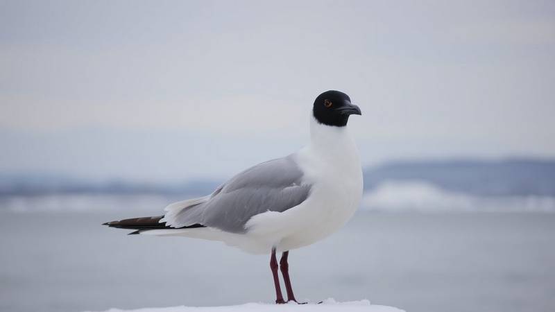 A Black-headed Gull in winter plumage, without the hood but with the characteristic dark spot behind its eye.