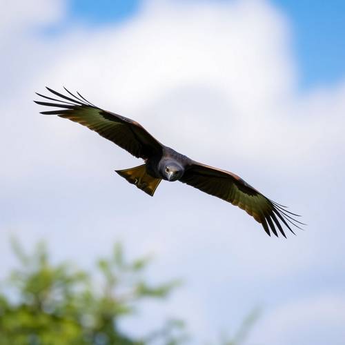 A Black Kite with its slightly forked tail, in flight.