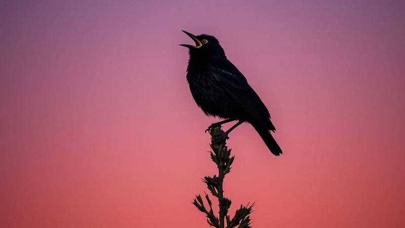 Common Blackbird male singing with its beak open from a high perch at dusk.