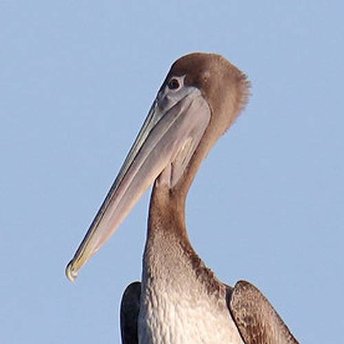 Portrait of an adult Brown Pelican showing its dark plumage and white head.