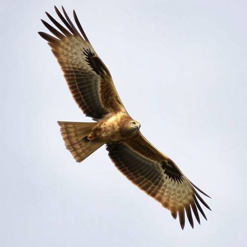A majestic European Honey Buzzard in flight.