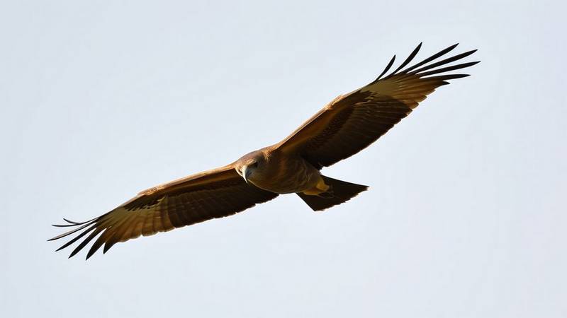 European Honey Buzzard