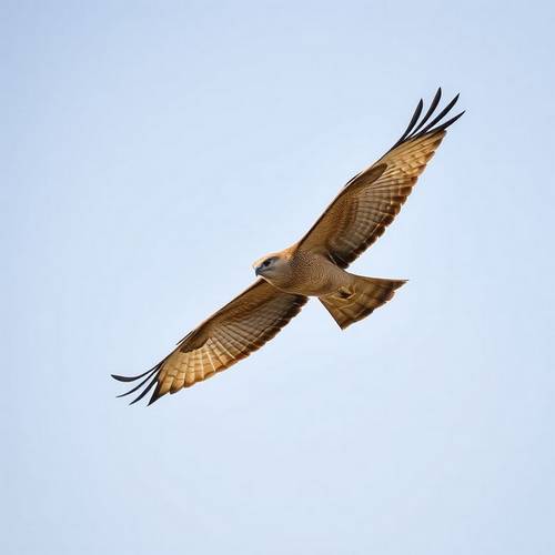 European Honey Buzzard
