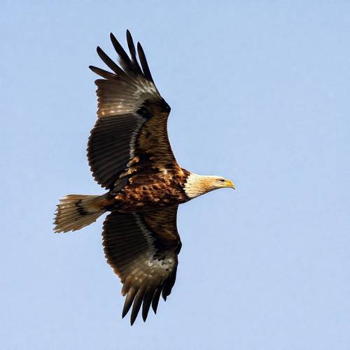 A majestic Golden Eagle in soaring flight.
