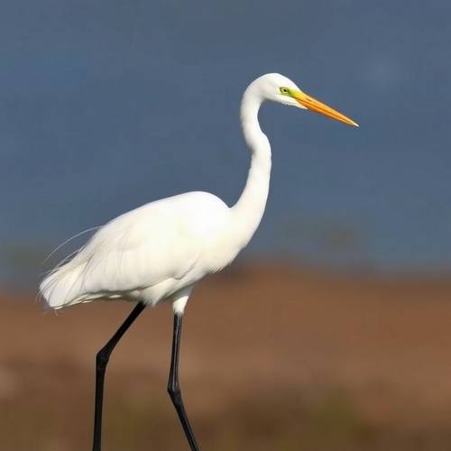 Great Egret