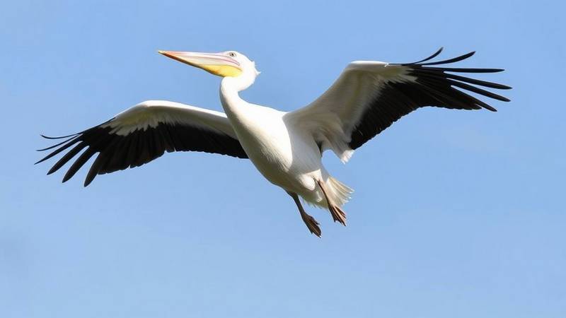 An American white pelican in flight.