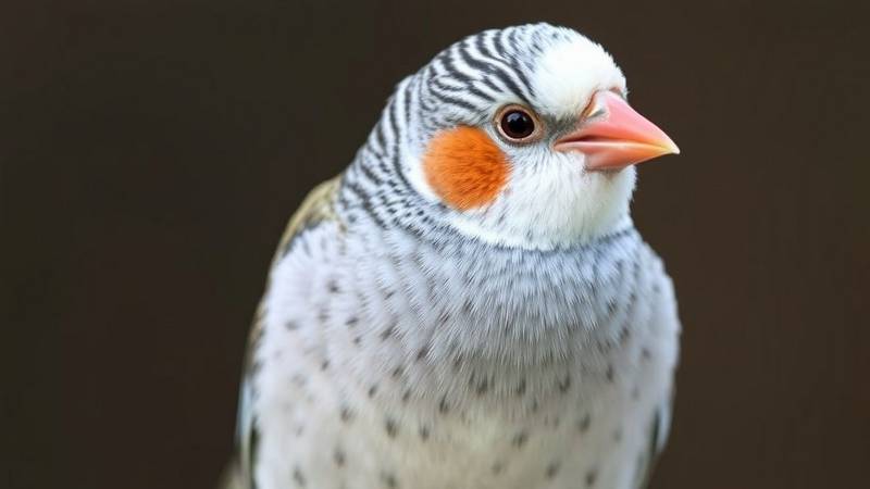Male Zebra Finch with its orange cheeks.