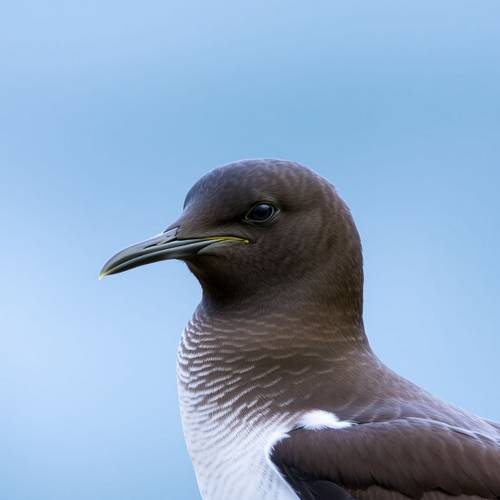 Manx Shearwater at sea.