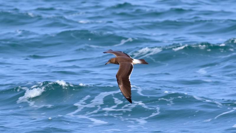 A petrel gliding low over the waves.