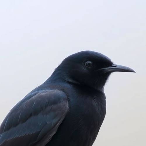 Portrait of a Leach's Storm Petrel showing its forked tail and divided white rump.