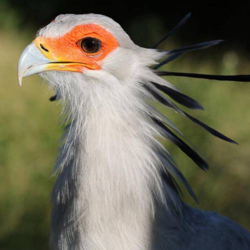 Close-up of a Secretarybird's head.
