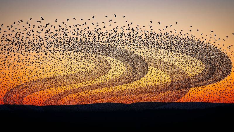 A huge flock of starlings forming a murmuration in the sky at dusk.