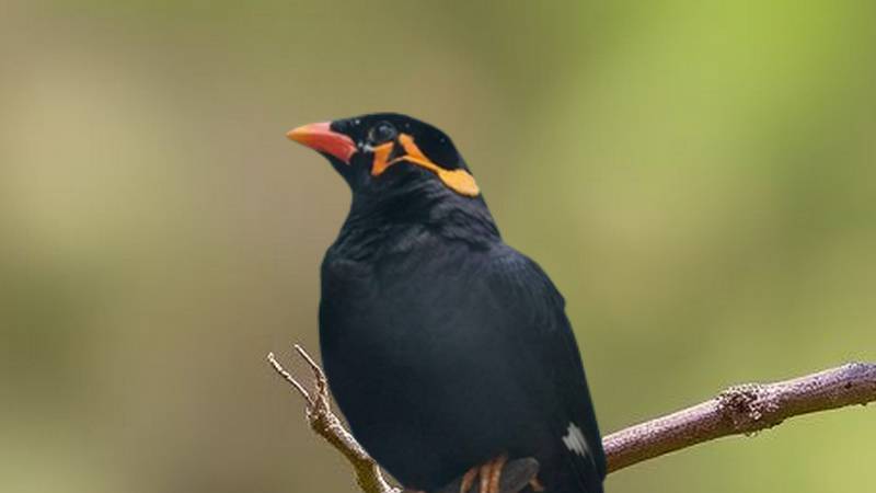 A Hill Myna capable of talking.