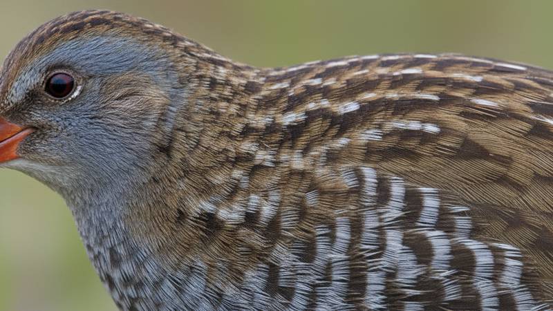 Water Rail showing barred flanks
