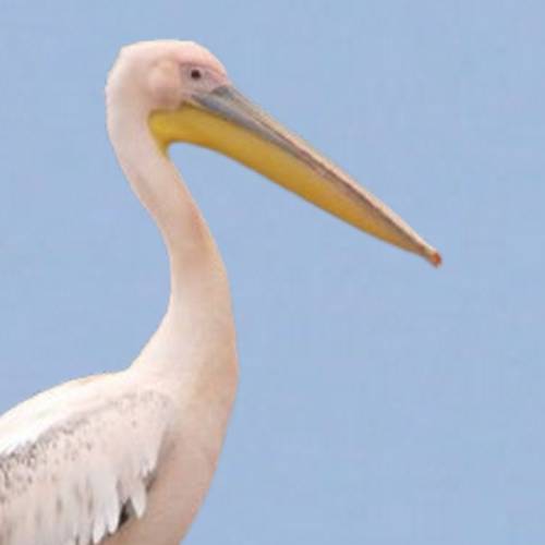 Portrait of an White Pelican showing its stark white plumage.