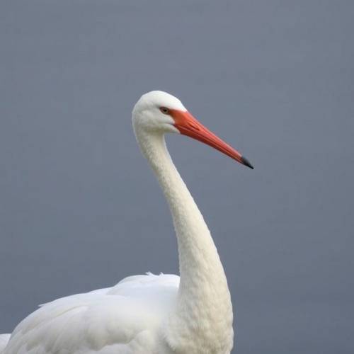 A White Stork on its nest.